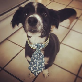 Best In Show Grooming - Pet Groomers Near Me - Indio, California Best In Show Grooming - Pet Groomers Near Me - Indio, California