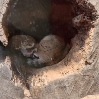 Orange County Zoo - cute animals - Zoos Near Me - Orange, California Orange County Zoo - cute animals - Zoos Near Me - Orange, California