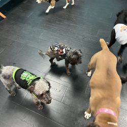 TTs Doggy B&B - Monroe having fun with her friends are TTs!