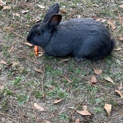 Blythe Island Regional Park - One of the many bunnies that call Blythe Island home