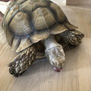 PUPPIES AND REPTILES FOR PARTIES - 145 Photos & 129 Reviews - Torrance