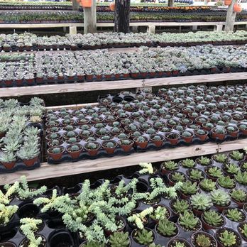 Isaac Farms - Nurseries & Gardening Near Me - Miami, Florida Isaac Farms - Nurseries & Gardening Near Me - Miami, Florida