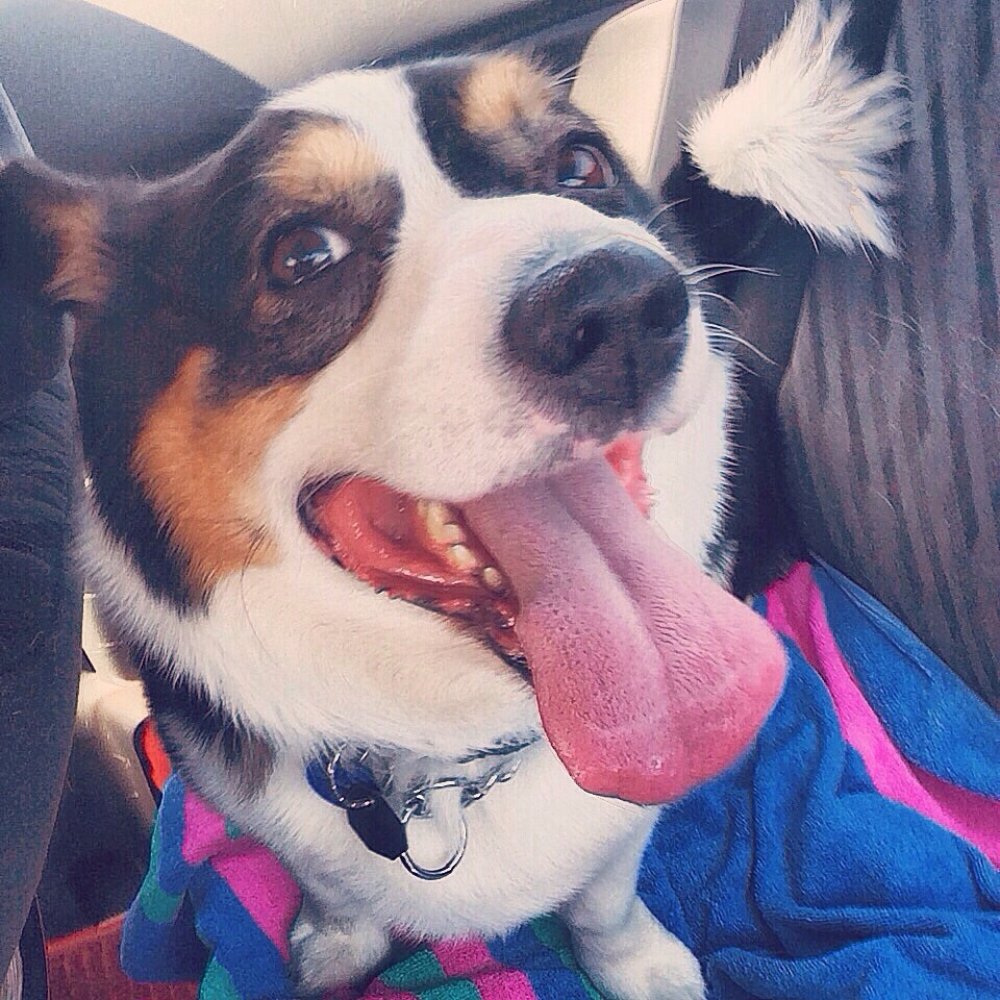 My Bentley. "Hey dad! Are we der yet? I wantz to play with teh sand!! And teh waterz!! And sniff teh buttz!! mmm.. teh buttz!!"