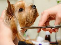 Gone To the Dogs Boutique Image