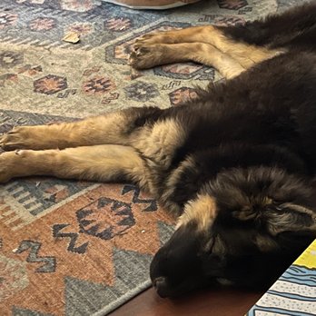 Luxe Pet Hotels - Sleepy pup - Pet Boarding Near Me - Las Vegas, Nevada