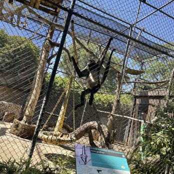 Micke Grove Zoo - Black handed spider monkey - Zoos Near Me - Lodi, California Micke Grove Zoo - Black handed spider monkey - Zoos Near Me - Lodi, California