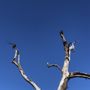 Photo of Sycamore Grove Park