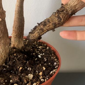 The Mellow SF - Money tree branch/stem with zero roots. - Nurseries & Gardening Near Me - San Francisco, California The Mellow SF - Money tree branch/stem with zero roots. - Nurseries & Gardening Near Me - San Francisco, California