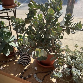 Edenside Gallery - Impressively large succulents! - Jewelry Near Me - Louisville, Kentucky Edenside Gallery - Impressively large succulents! - Jewelry Near Me - Louisville, Kentucky