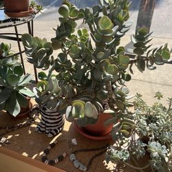 Edenside Gallery - Impressively large succulents!