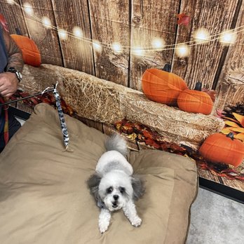 Bark & Beyond Pet Salon - Pet Groomers Near Me - Temple, Texas Bark & Beyond Pet Salon - Pet Groomers Near Me - Temple, Texas