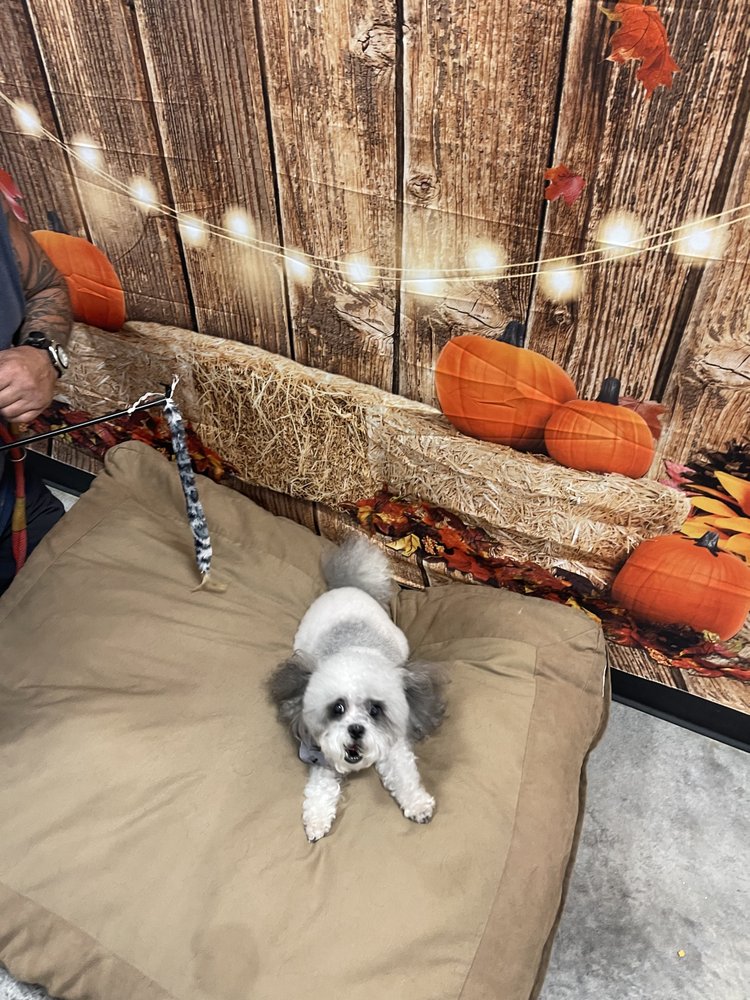 BARK & BEYOND PET SALON - Updated July 2025 - 49 Photos - 1709 W M Ave ...