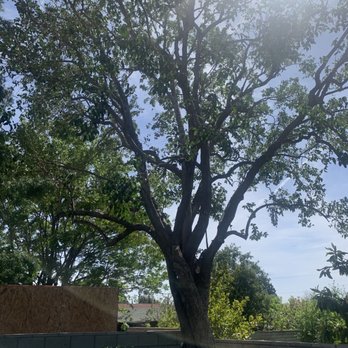Dario Tree Trimming - Acacia after natural trim. - Tree Services Near Me - Sylmar, California