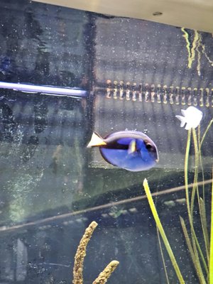 Belle Isle Aquarium by null