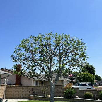 Golden Oaks Tree Care - Tree Services Near Me Golden Oaks Tree Care - Tree Services Near Me