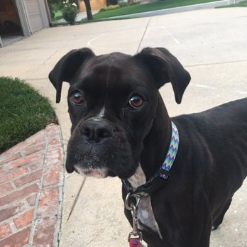 Pet Cremation Services - Our family Boxer-Belle - Funeral Services & Cemeteries Near Me - Kansas City, Missouri Pet Cremation Services - Our family Boxer-Belle - Funeral Services & Cemeteries Near Me - Kansas City, Missouri
