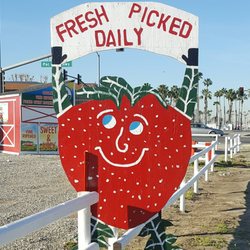 Thacker Berry Farms - Fresh picked daily!