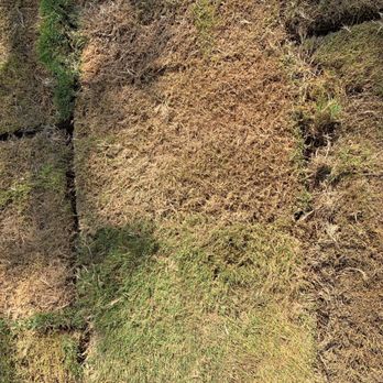 The Grass Patch - Some of the dead grass next to grass that is not dead, all from same delivery. - Landscaping Near Me - Leander, Texas The Grass Patch - Some of the dead grass next to grass that is not dead, all from same delivery. - Landscaping Near Me - Leander, Texas