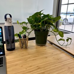 Plants & Planters - Pothos