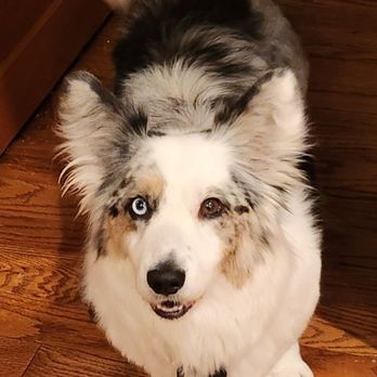 K9NV Elite Dog Spa - After. Looks so much better. And less likely to pick up trail debris. - Pet Groomers Near Me - Minden, Nevada