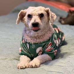 DK Pet Spa Mobile Dog Grooming - Agent Peggy Carter