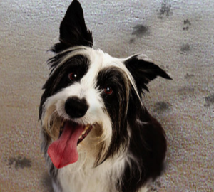 Slide of Teddy Bear Services