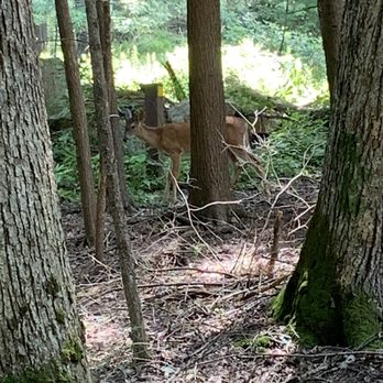 Cathedral State Park - Hey deer - Parks Near Me - Aurora, West Virginia