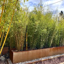 Bamboo Collective