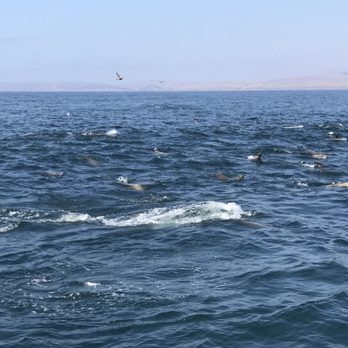 Sub Sea Tours - Rafting/Kayaking Near Me - Morro Bay, California