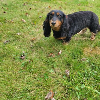 Dr Bob Corona DVM - Back to walking and playing in the backyard. - Veterinarians Near Me - West Babylon, New York Dr Bob Corona DVM - Back to walking and playing in the backyard. - Veterinarians Near Me - West Babylon, New York