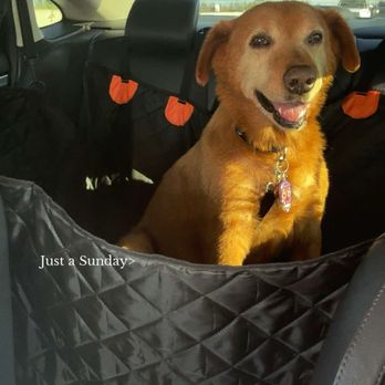 Clovis Pet Hospital - Feeling so much better! - Veterinarians Near Me - Clovis, California Clovis Pet Hospital - Feeling so much better! - Veterinarians Near Me - Clovis, California