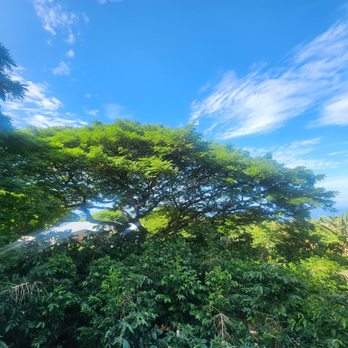 Island Sun Coffee - View from the deck - Attraction Farms Near Me - Kailua-Kona, Hawaii Island Sun Coffee - View from the deck - Attraction Farms Near Me - Kailua-Kona, Hawaii