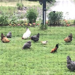 Their chickens