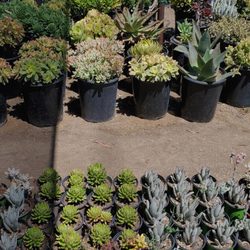 Green Valley Growers Wholesale Nurseries