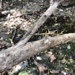 Walking stick
