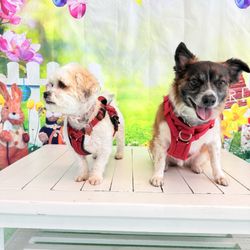 Salty Paws Chics Beach - SWEETIE (Left) and BABY (Right) in front of the provided backdrop drop and bench.