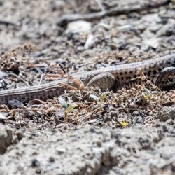 Santa Paula Punch Bowls - Western Whiptail