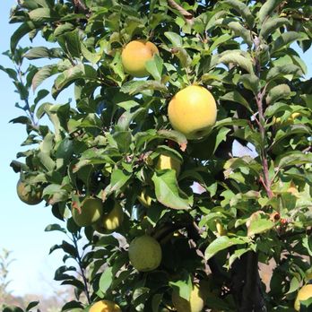 Weber's Peachberry Farm - Farms Near Me - Glen Arm, Maryland Weber's Peachberry Farm - Farms Near Me - Glen Arm, Maryland