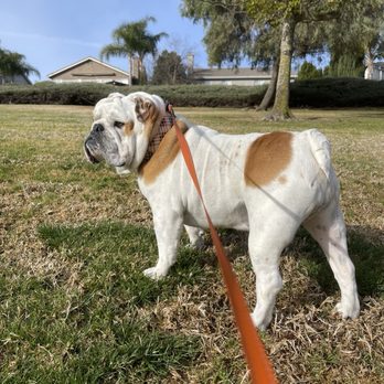 Bigbulldogs - Patches O'Houlahan - Pet Breeders Near Me Bigbulldogs - Patches O'Houlahan - Pet Breeders Near Me