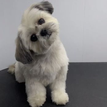 88 Pet Spa - Pet Groomers Near Me - Reseda , California