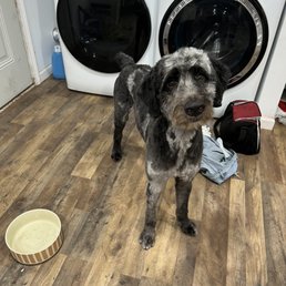 This is my handsome boy after his groom