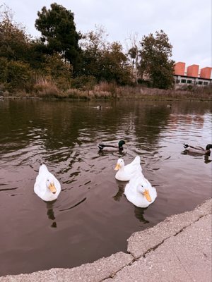 Polliwog Park by null