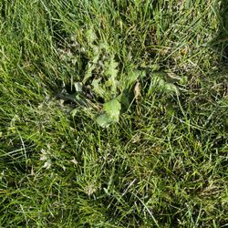 Greener Grass Organic Lawn & Pest