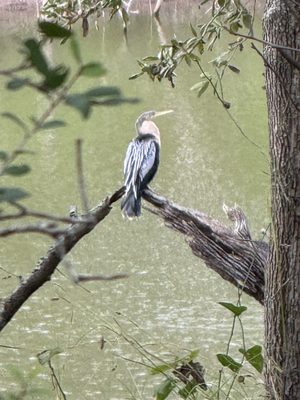 Brazos Bend State Park by null
