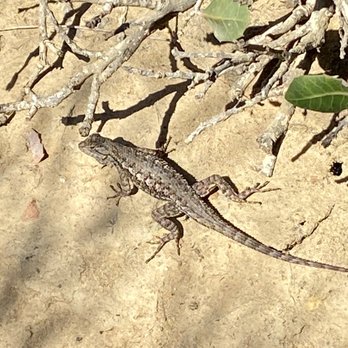 Torrey Pines State Reserve - Made a little friend while I was on the trail! Lol - Parks Near Me - La Jolla, California Torrey Pines State Reserve - Made a little friend while I was on the trail! Lol - Parks Near Me - La Jolla, California