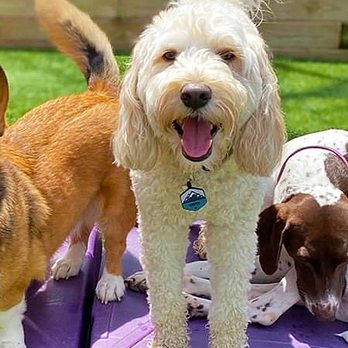 Central Bark Carol Stream - Pet Groomers Near Me - Carol Stream, Illinois