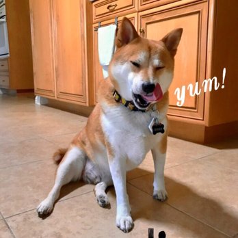 Evie's Petsitting And Walking - Dog Walkers Near Me - Sacramento, California Evie's Petsitting And Walking - Dog Walkers Near Me - Sacramento, California