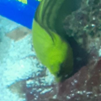 Downtown Aquarium - The eels were really long. - Museums Near Me - Denver, Colorado Downtown Aquarium - The eels were really long. - Museums Near Me - Denver, Colorado