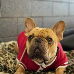 Wilhelm K9 SoCal - ZEUS ROBINSON
