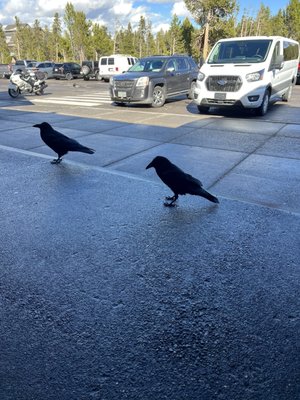 Old Faithful General Store by null